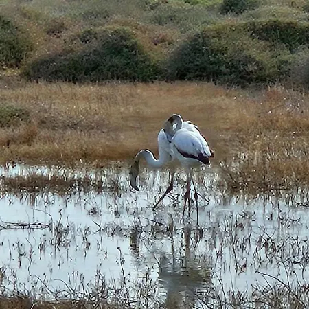 Casa L'ulivo Oristano